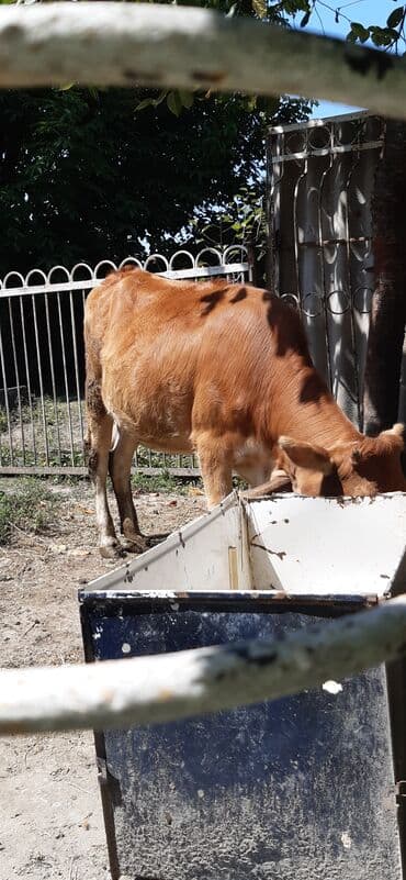sudluk inekler satışı: Sağlam heyvandı kəsmyədə yarıyır damazdığada — 2