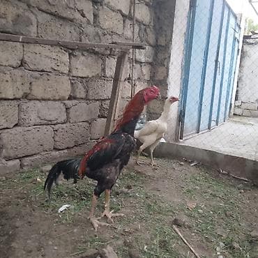 heyrati yumurtasi satilir: Toyuq, Damazlıq — 3