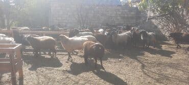 heyvanlara verilen adlar: Qoyun sürüsü – yerli ətlik/yunlu qarışıq cinslər - Şəkillərdə — 3