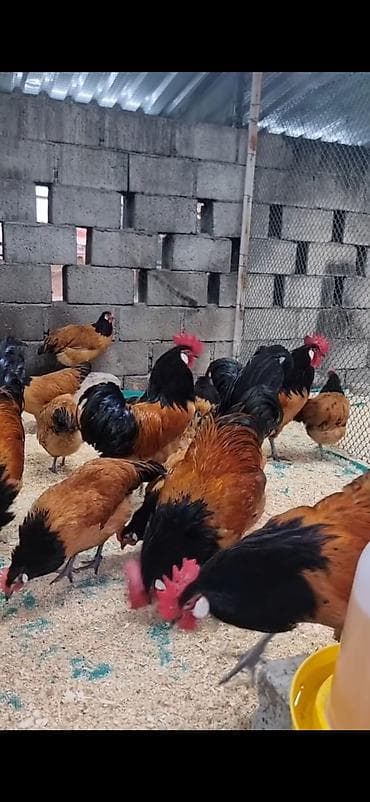 cücə və xoruz təmsil: Toyuq, Damazlıq — 2