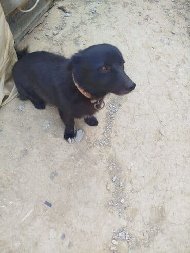 отдам в добрые руки щенка баку 2019: Zavanok it balalari — 1