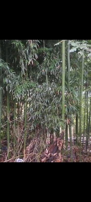 hasar setkalar: Böyükdiametrli bambuk kötükləri – dekor, tikinti və landşaft işləri — 2