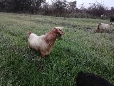 cins ineklerin satisi: Cins keçilər – damazlıq üçün - Şəkillərdə uzunqulaq, asma qulaqlı — 1