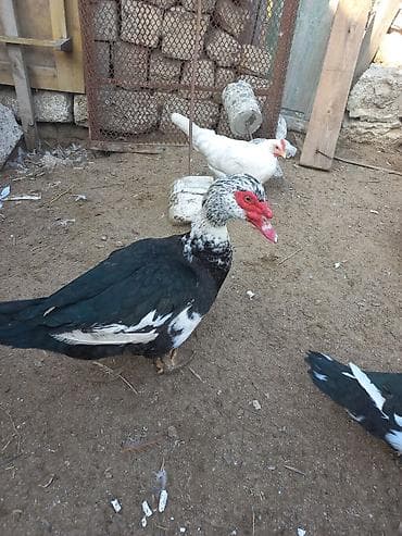 erkəy dana: Erkək, | Lal ördək, Ətlik — 2