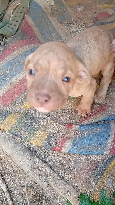 alman coban iti: Pitbul, 1 ay, Dişi, Peyvəndli, Ünvandan götürmə — 6