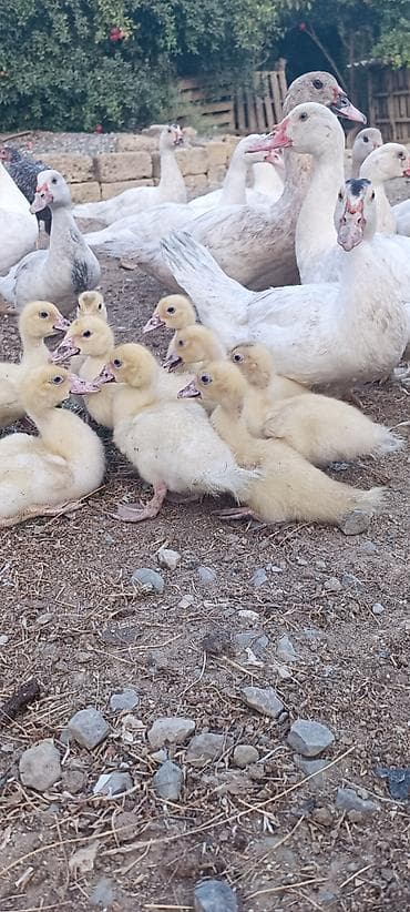 tap.az inekler: Aq muskov cins ordeyler balasi satilir unvan saray qesebesi — 2