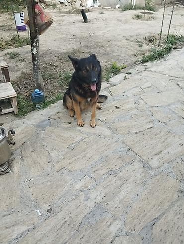 Alman çoban iti, Peyvəndli