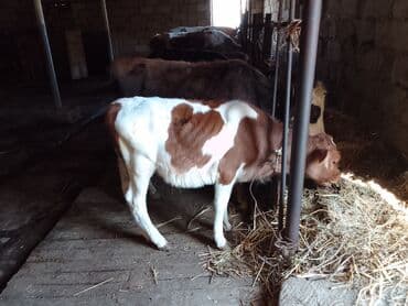 cins ineklerin satisi 2018: 3 dene disi dana 2 si her biri 900 den 1 i 1100 den simental . qara — 1