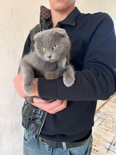 heyvan geyimleri: Şotland, Dişi, Yaxşı əllərə, Ünvandan götürmə — 4