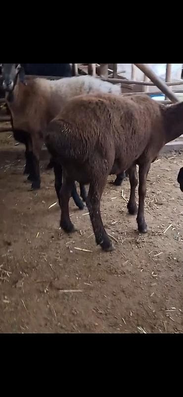 пудель в добрые руки: Məhsul: Qoyun sürüsü – ana qoyunlar və quzular Təsvir: - Yerli — 8