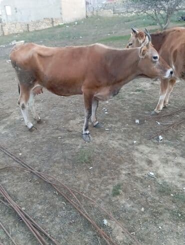 erkek dana satilir: Самка, Simental, лет: 3, 300 кг, Для разведения, Для молока, Для мяса — 4