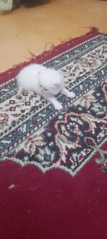 pişik cutləşdirilir: Şirin balaca pişik balaları - Cins: uzun tüklü, qısa burunlu tip — 6