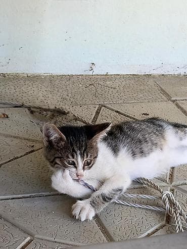koşka: Котёнок ищет дом! 🏡 Ласковый и игривый малыш отдается в добрые и — 3