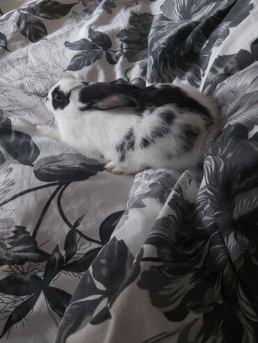 Hinduşka: Ev dovşanı – ağ-qara ləkəli, uzunqulaq, zərif miniatür tip — 1