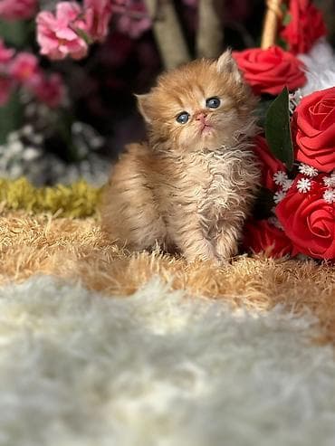 it adlari disi: Cins pişik balası – uzun tüklü, qızılı-şabalıdı rəng palitrası, yumşaq — 10