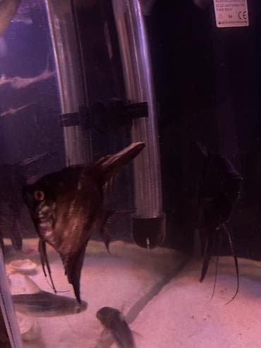 Аквариумные аксессуары и принадлежности: 3ədəd var tam sağlam balığlardı iri ölçüdədir,qiymət 1ədədə ayıtdır — 8