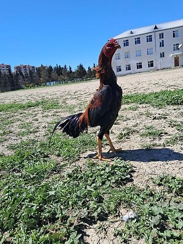 broyler yemi qiymeti: Sahibləndirilir — 3