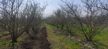 xacmaz torpag: 93 sot, Kənd təsərrüfatı — 8