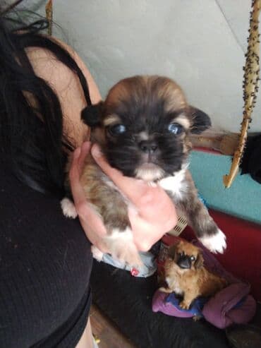 heyvanlara verilen xususi adlar: Balaca, oyuncaq ölçülü balalar – qısa burunlu, iri, parlaq gözlü və — 1