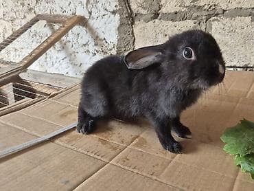 mal bazari: 🐇 14 ədəd sağlam və şirin balaca dovşan satılır! ✔️ Ev şəraitində — 7