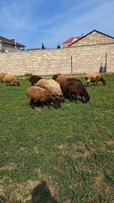 quzu qoyun: Dişi, Qala, il: 1, Damazlıq — 9