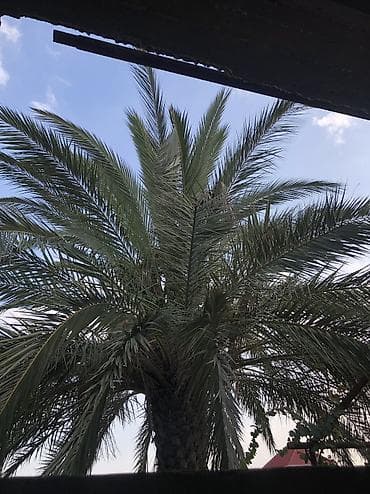 tuya agaci: Məhsul verir. 4-5 m arası 
2 ədəd — 3