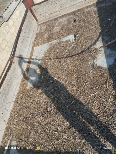 ka 700 traktor: Heç bir prablemi yoxdu traxtur hazır vəziyyətdədi, lapetle birgə — 7