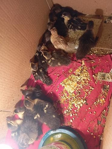 yemler: Məhsul: Ördek balaları (civcivlər) Təsvir: - Şəkildəki ördək balaları — 2