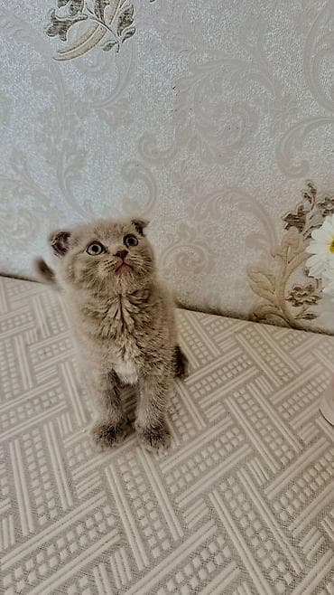 pişik boyunbağı: Şotland — 8