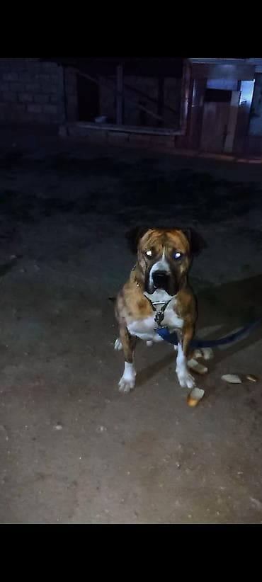 İtlər: Pitbul, 2 il, Erkek — 3