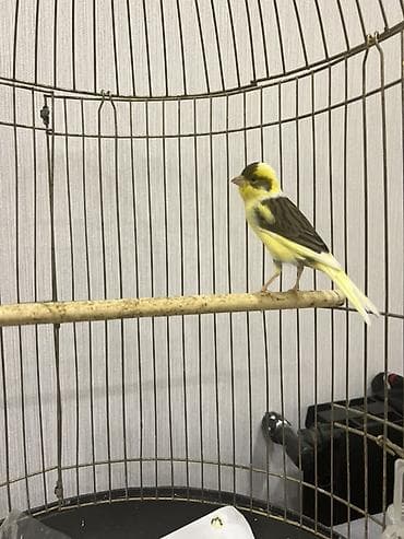 Erkey bul bul tam saglam,1.5 yaw - Növ: ev quşu, kanareyka - Rəng