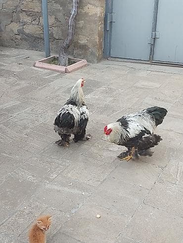 брама: Yerli təsərrüfat üçün 2 ədəd iri cins xoruz - Cins: Brahma (lələkli — 2
