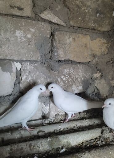 Daraq panellər: 3 də erkeydi ünvan Qazax Təsvir: - Rəng: tam ağ lələklər, qara gözlü — 3