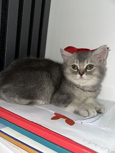 Digər heyvanlar: Britan, Dişi, Yaxşı əllərə, Ünvandan götürmə, Ödənişli çatdırılma — 3