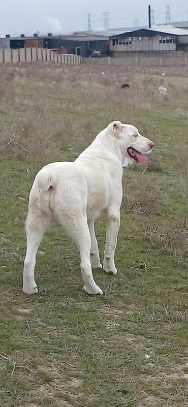 biq 6: Alabay, 6 ay, Dişi, Cütləşmə üçün, Ödənişli çatdırılma — 10