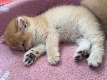 bala pişik ucuz: Erkək — 3