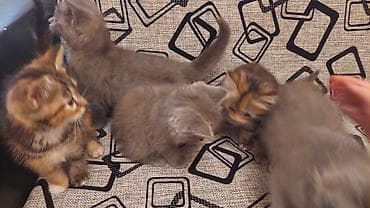 Boz tüklü, iri mavi gözlü balaca pişik balası. Qısa, sıx və yumşaq — 9