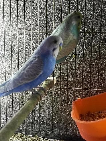 rainbow tutuquşu: Papuqaylar‼️ BARTER‼️ olunur satılmır — 3