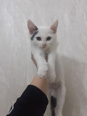 shotland pisik: Erkək, Yaxşı əllərə — 5