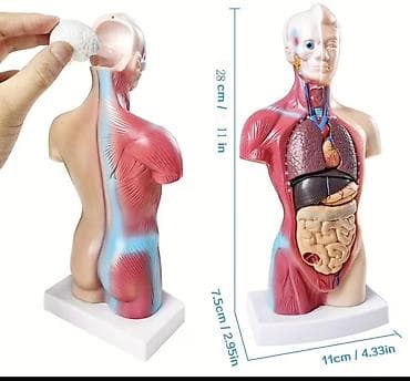 Manekenlər: Bədən, Plastik, plastmas, Ağ — 2