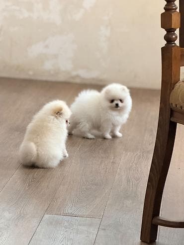 pop it: Şpitz, 2 ay — 3