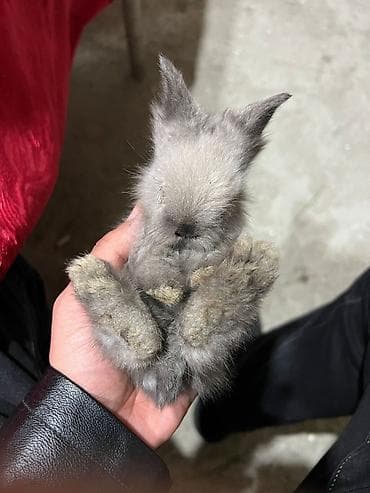 yeher satisi: Dekorativ Lionhead bala dovsanlar Ve Qulaqi sallag dovsanda satilir — 6