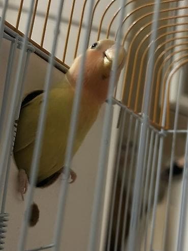 quş: ‼️QİYMƏTƏ QƏFƏS, YUVA DAXİLDİR‼️ Sarı Sevda quşunun qanadları və — 4