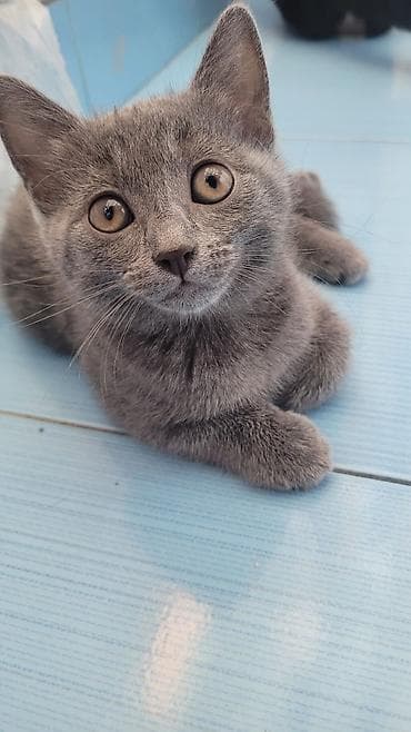 Boz rəngli, qısa tüklü balaca pişik balası. Şəkillərdə göründüyü kimi lalafo.az -da Boz rəngli, qısa tüklü balaca pişik balası. Şəkillərdə göründüyü kimi