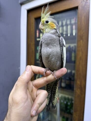 Ələ öyrəşib
3 ayliqdi