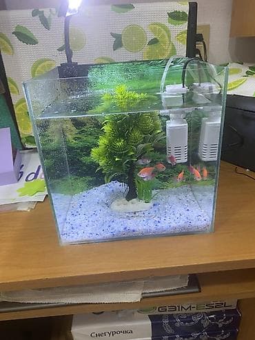 akvarumlar: Dördbucaq akvarium, Balıqlarla birlikdə, 20 l, Ünvandan götürmə — 3