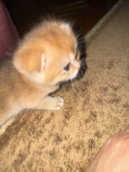 pişiy balası: Qızıl şinşilla, Erkək, Dişi, Yaxşı əllərə — 16