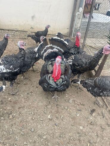 hinduşqa gəncə: Məhsul: Bronz hindilər (erkək və dişi) Təsvir: - Şəkillərdə iri — 3