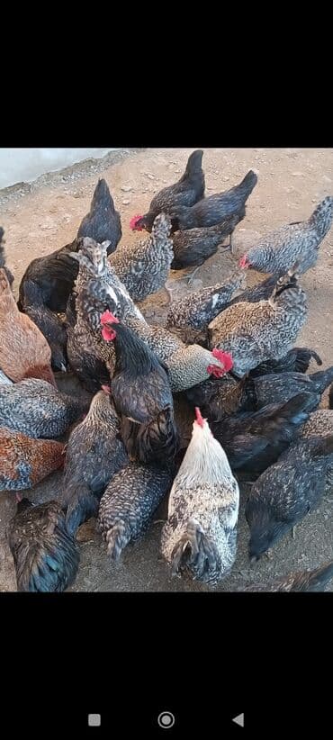 kucinka toyuqlari: Toyuq, Australorp, Damazlıq, Ünvandan götürmə — 2