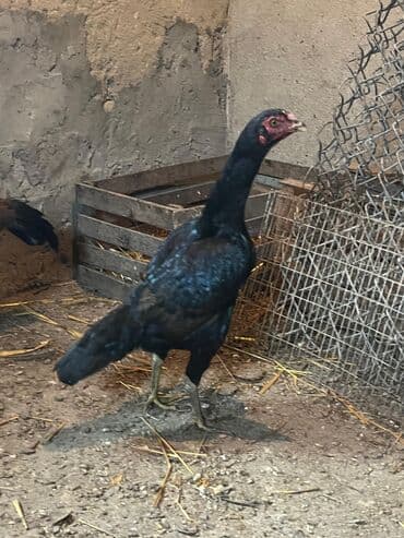 Heyratı toyuq satılır hal hazırda kürtdü yumurta da var satdıq istəyən